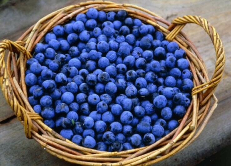 вино из тёрна в домашних условиях