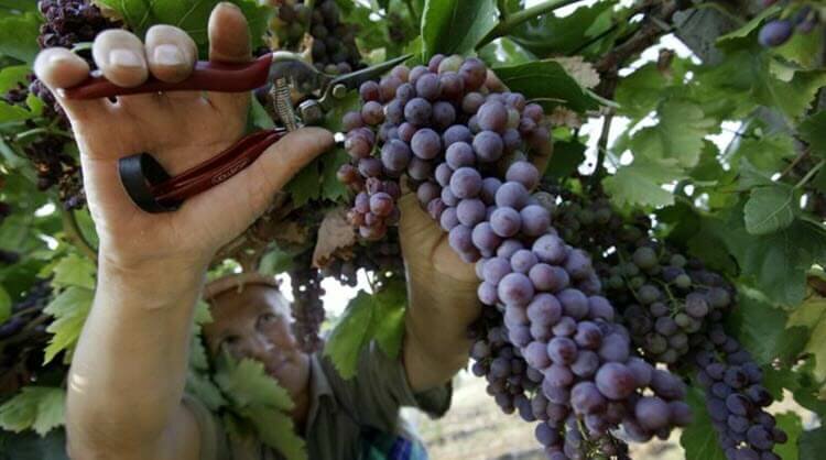  сделать вино из винограда в домашних условиях