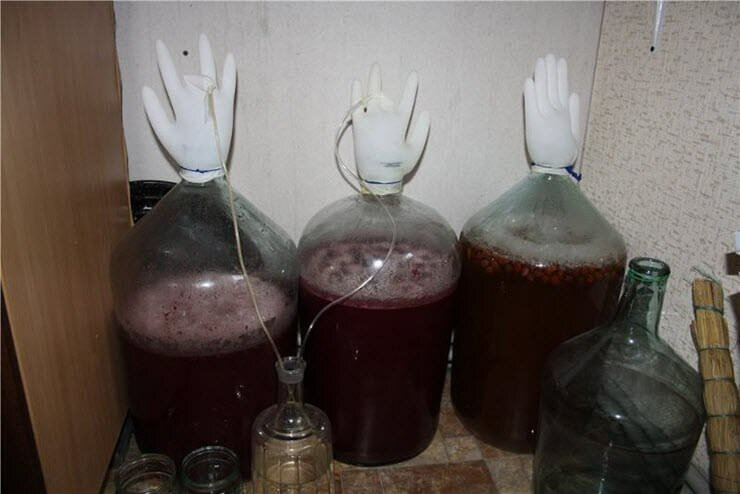 вино из терна в домашних условиях простой