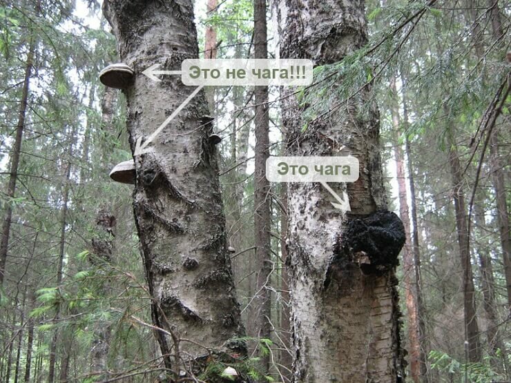 чага березовый гриб полезные свойства и применение чаги