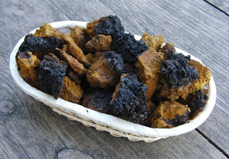 чага лечебные свойства и противопоказания