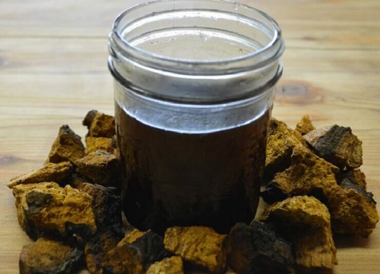 чага лечебные свойства и противопоказания для женщин отзывы