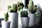 Как ухаживать за кактусом в домашних условиях: правила и советы